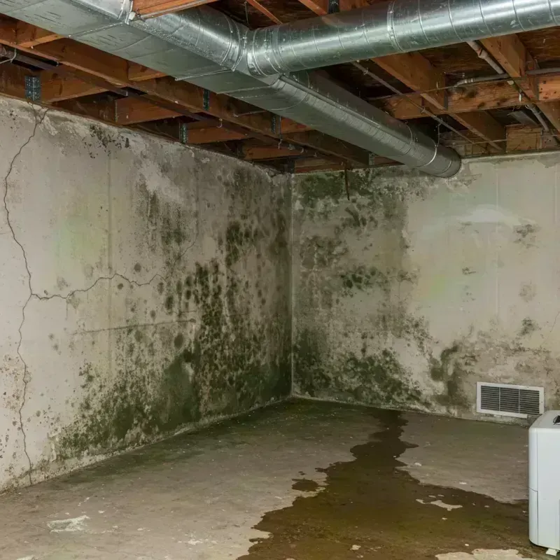 Professional Mold Removal in Charlack, MO